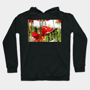 Poppies In the Grass Hoodie